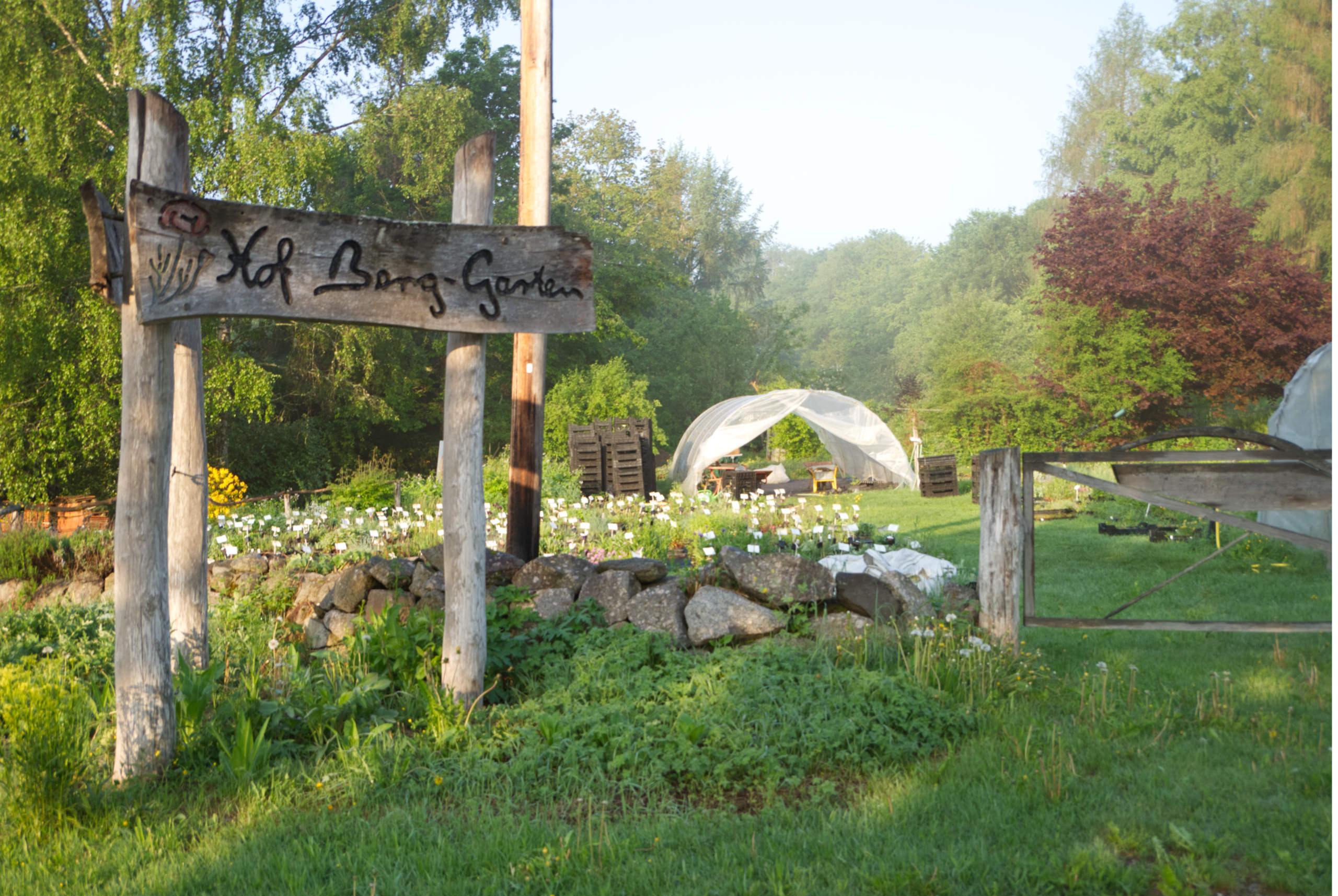 Wildblumen Samen kaufen Saatgutmischungen